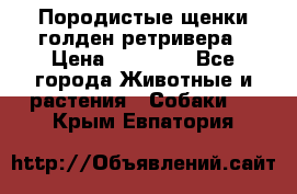 Породистые щенки голден ретривера › Цена ­ 25 000 - Все города Животные и растения » Собаки   . Крым,Евпатория